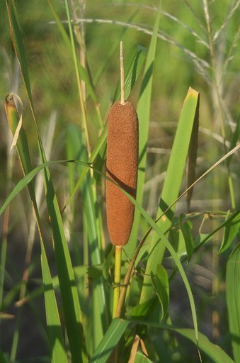 がまの穂(雌花)