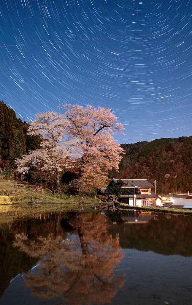 【おだやかに・・・春】くまちゃん的苗代桜