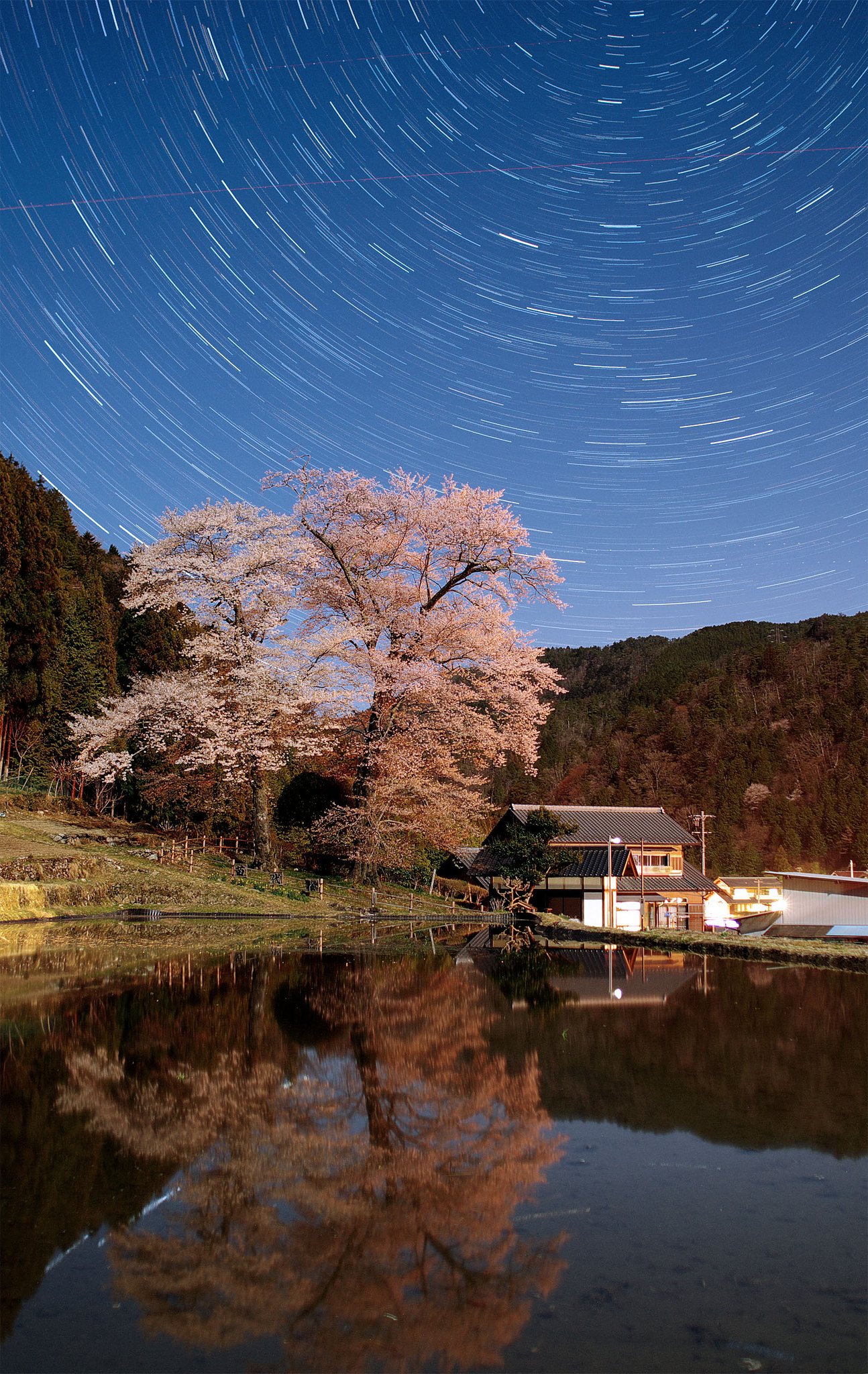 【おだやかに・・・春】くまちゃん的苗代桜