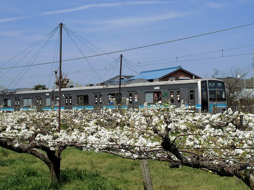 相模線と梨の花