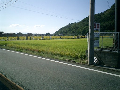 田舎道