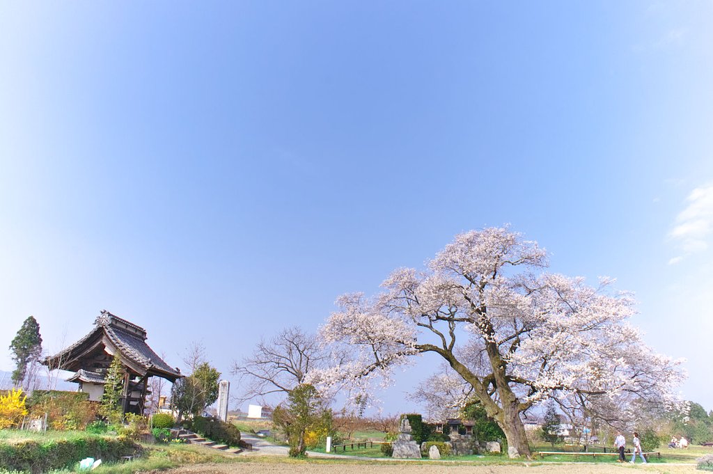 【おだやかに・・・春】 松源寺の門前桜・好きな角度