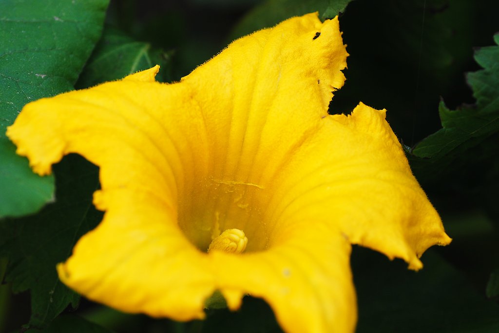 カボチャの花