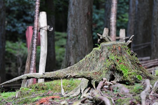 ゾウの鼻