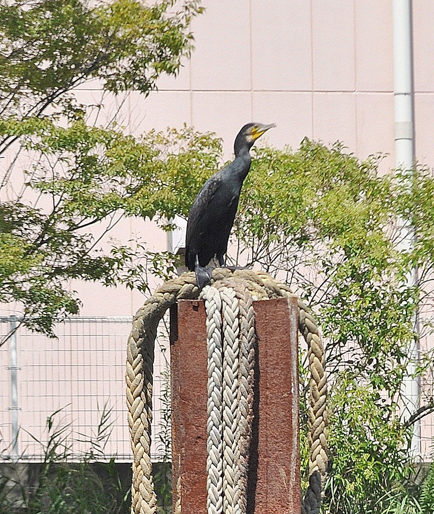 小名木川で