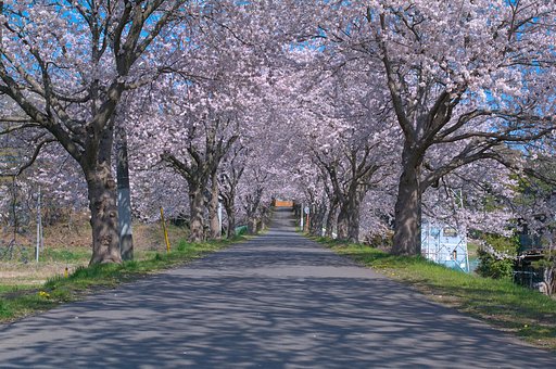 櫻坂・・・