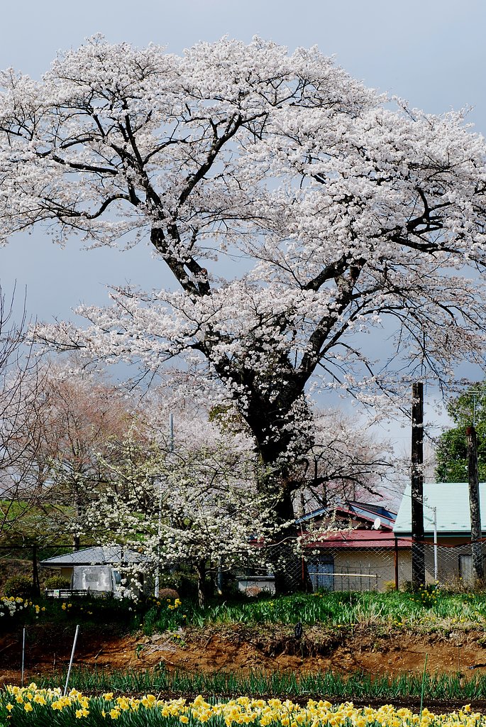 桜