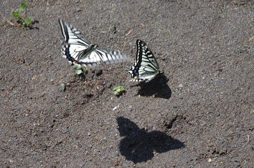 【おだやかに…春】 日向ぼっこ