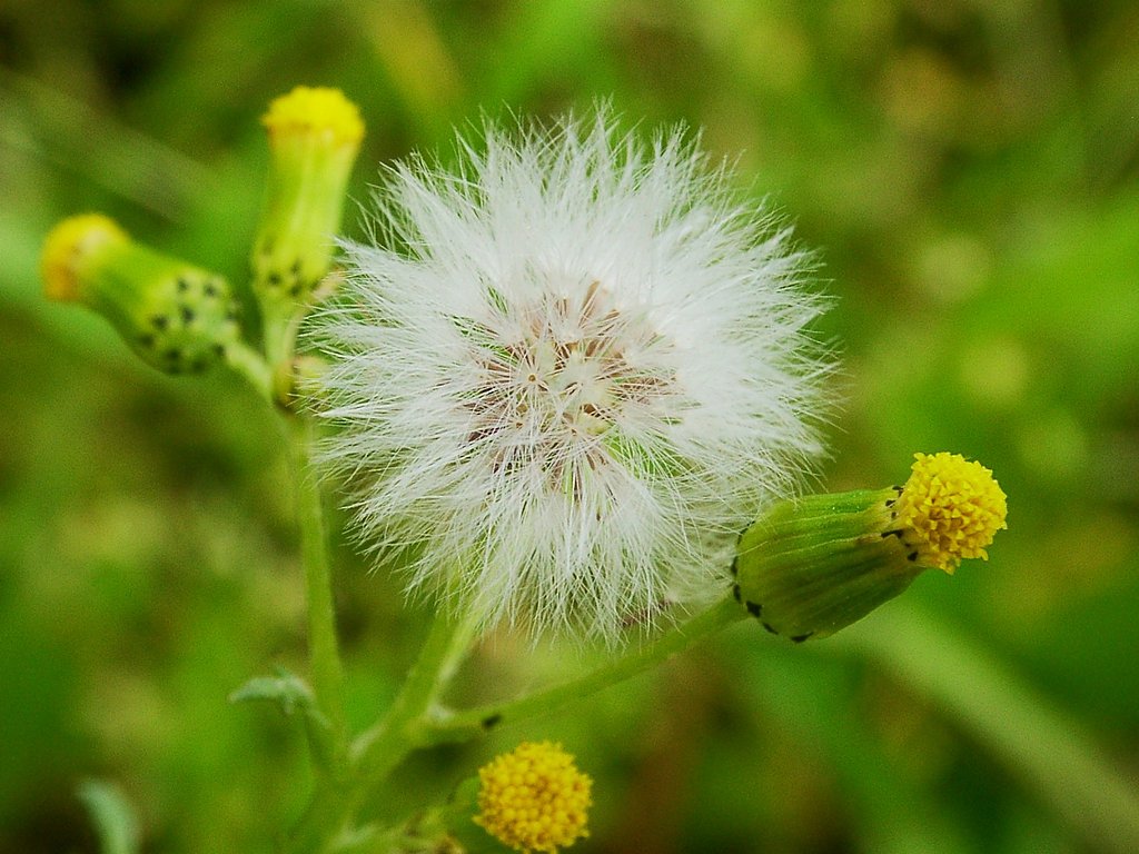 耳掃除に