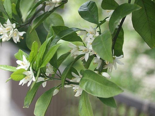 みかんの花が