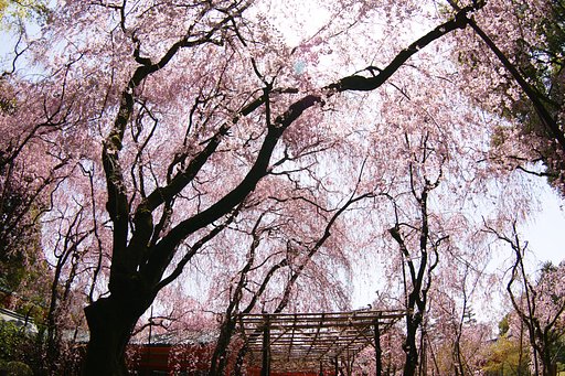 平安神宮の紅八重枝垂れ