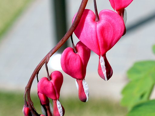 【おだやかに…春】心の花