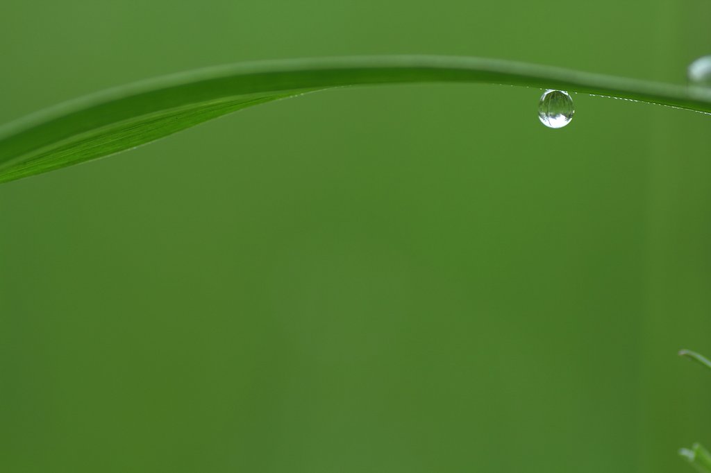 GREEN WORLD