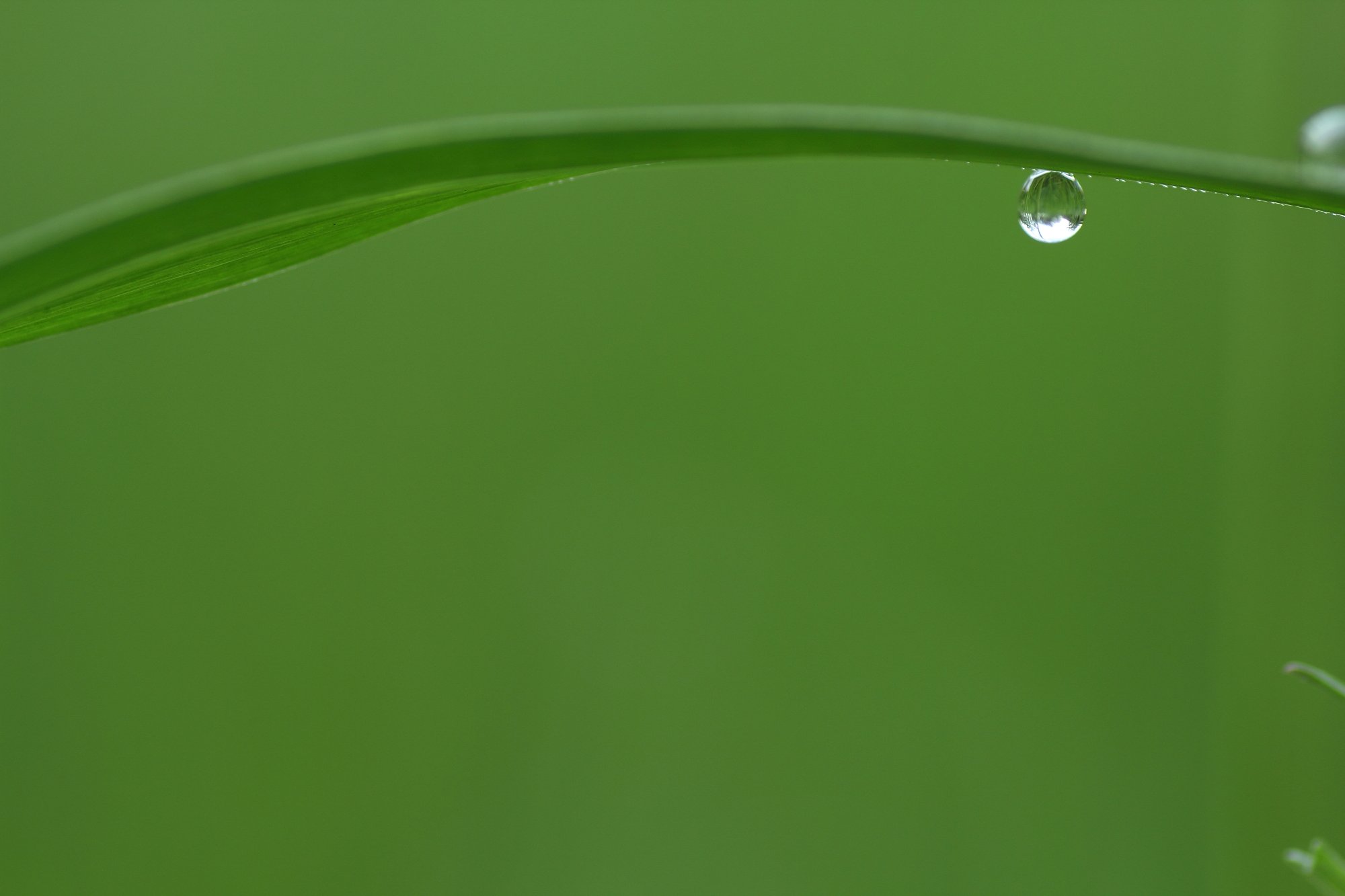 GREEN WORLD