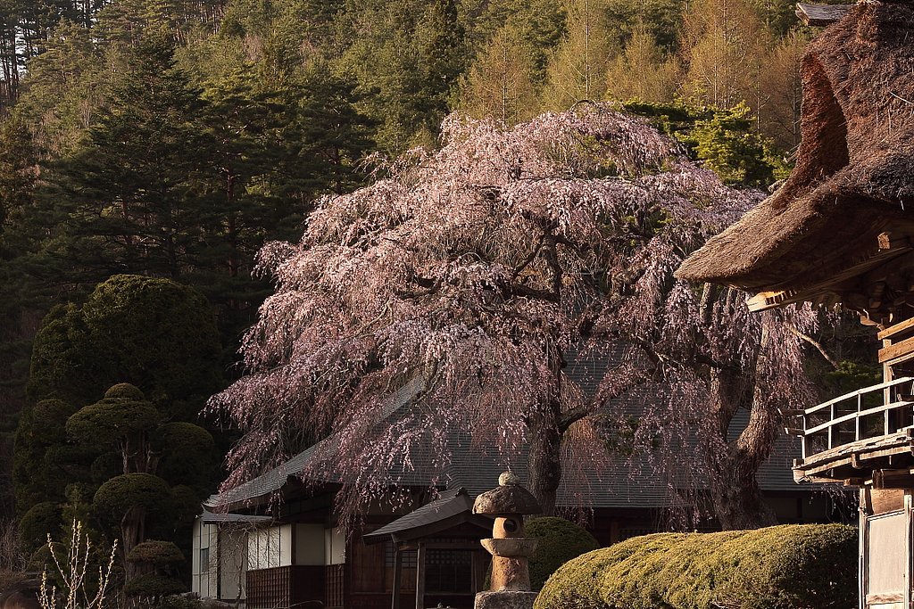 南泉寺桜門