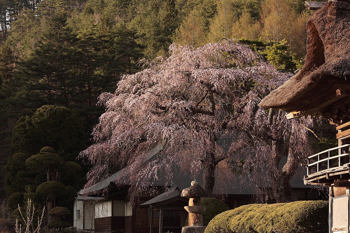 南泉寺桜門