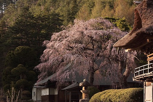 南泉寺桜門