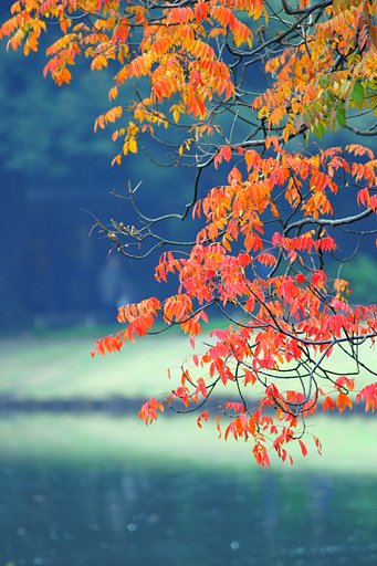 ゆるやかに変わる彩〜紅へ