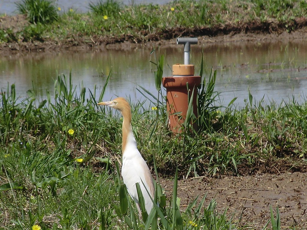 鳥は…