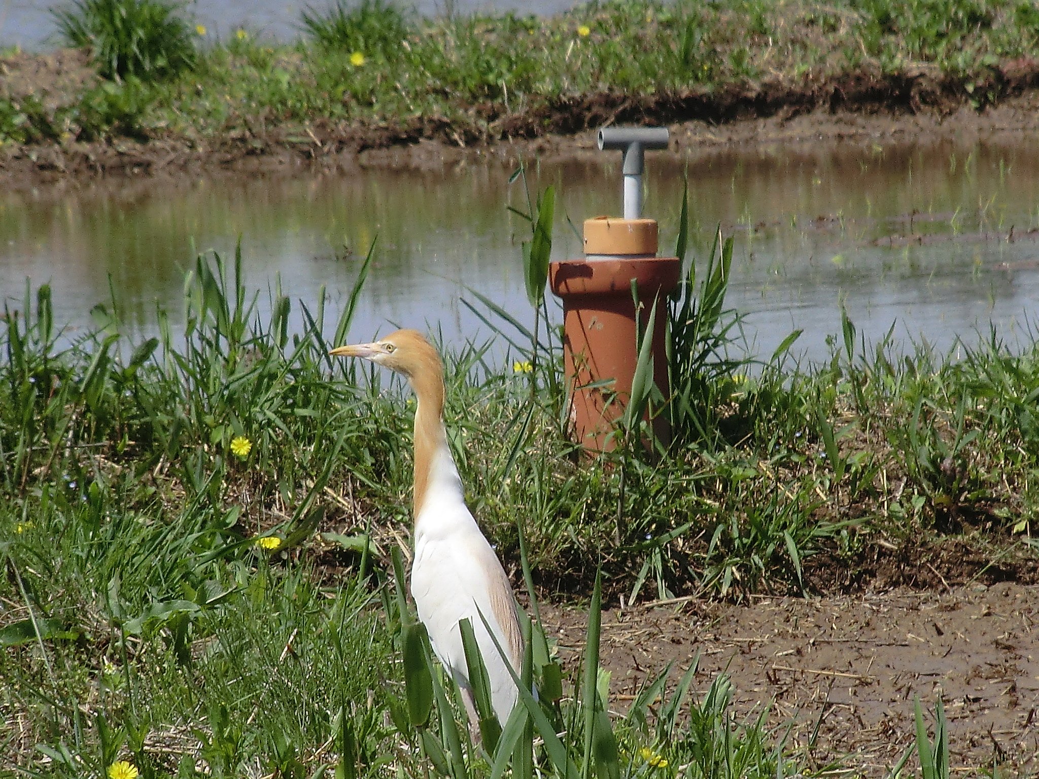 鳥は…