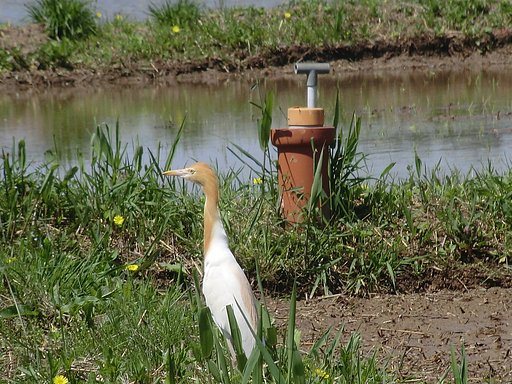 鳥は…