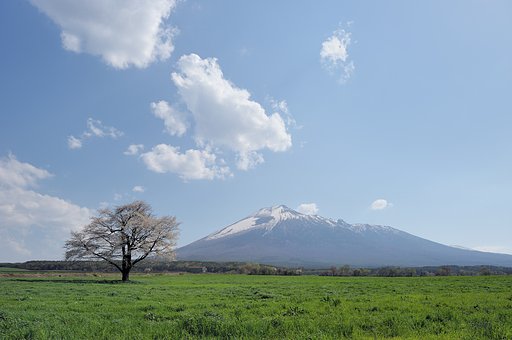 裏一本桜