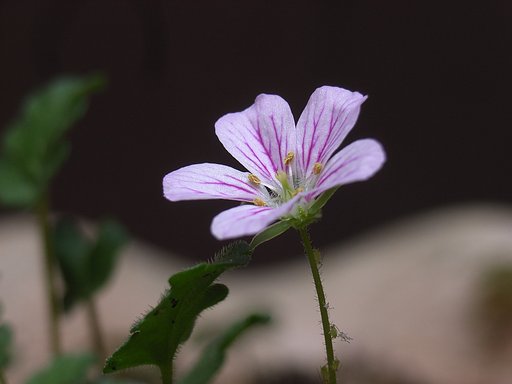雲間草