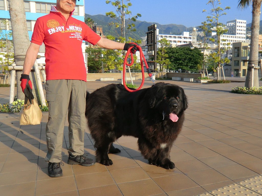 熊のような犬