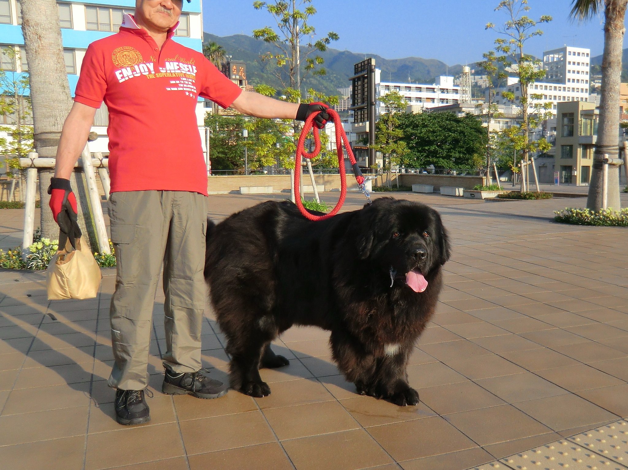 熊のような犬