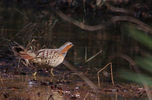 裏山の鳥
