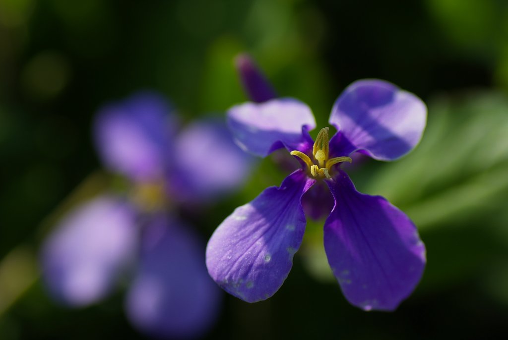 野の花／ムラサキハナナ（紫花菜）
