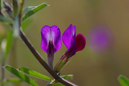 野の花／カラスノエンドウ