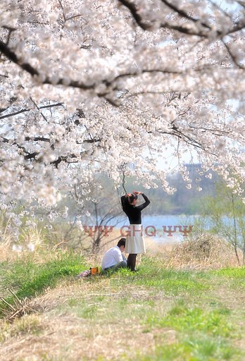 【おだやかに・・・春】　華