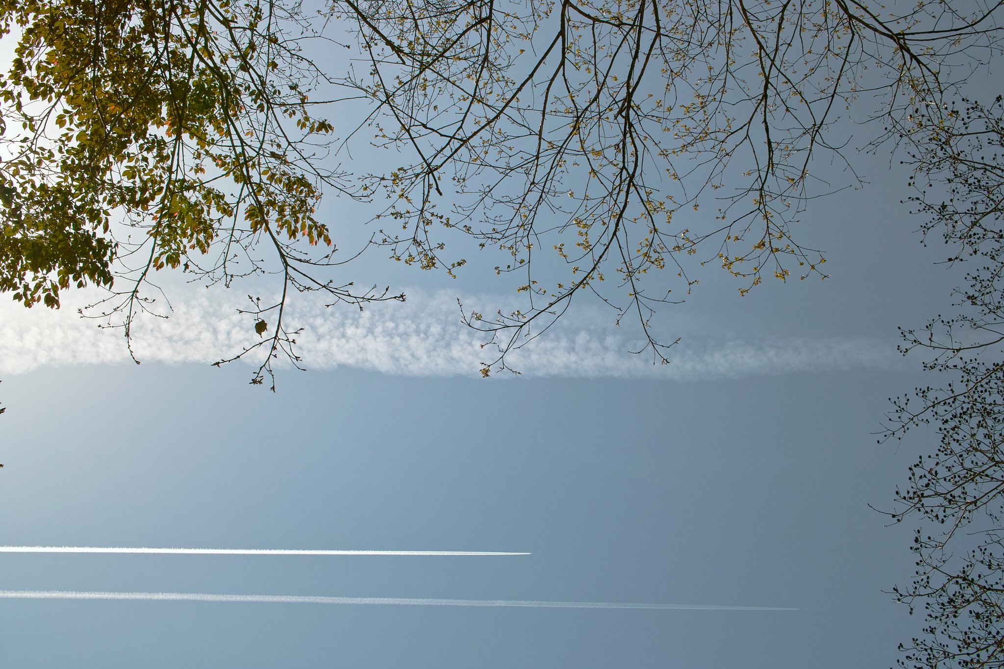 【おだやかに・・・春】新芽の空