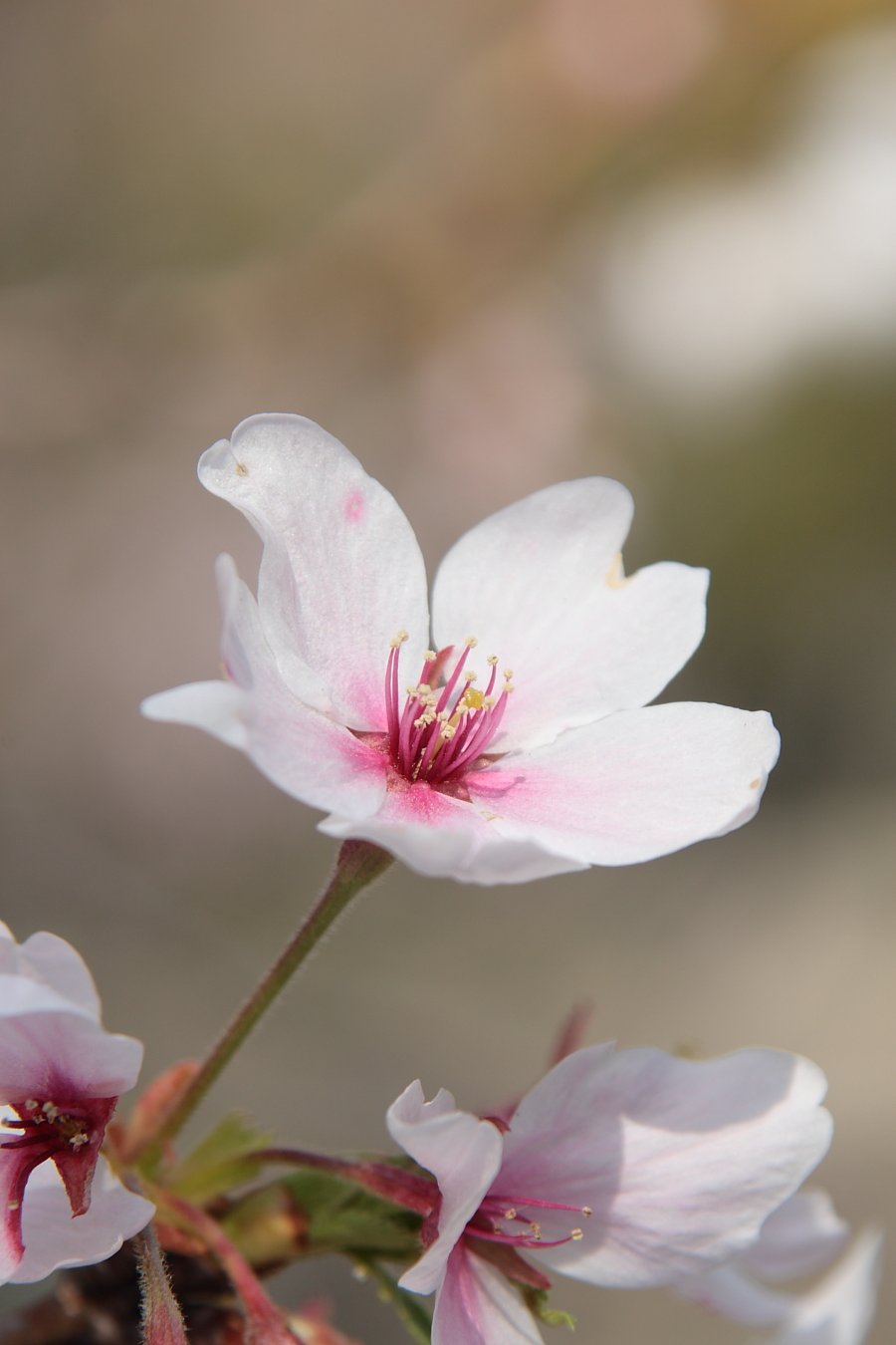 去りゆく桜・精一杯