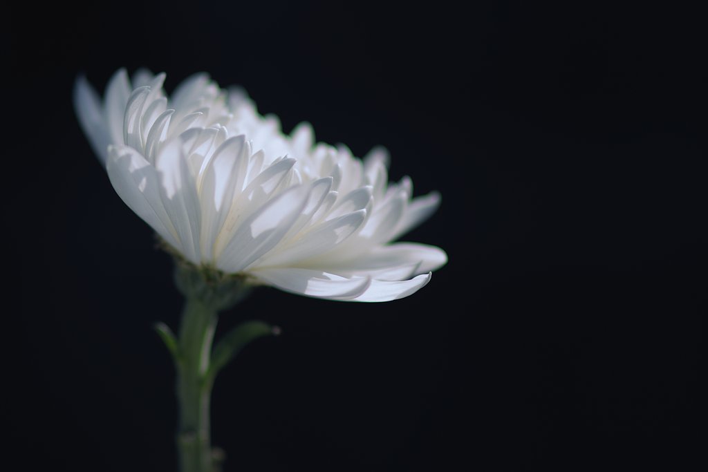 菊