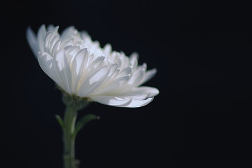 菊