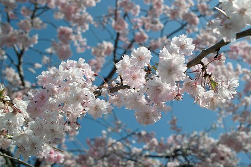 【おだやかに・・・春】さくら