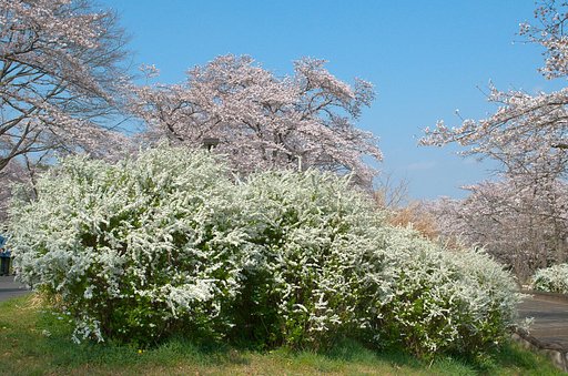 白色と桃色・・・