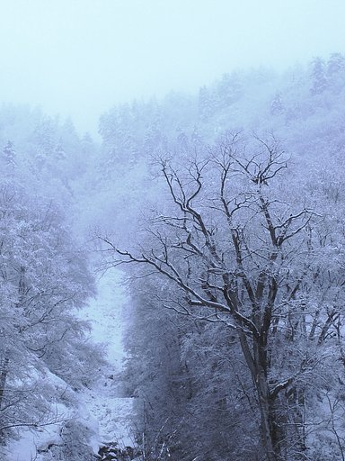春雪