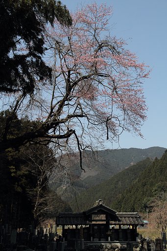 守り桜