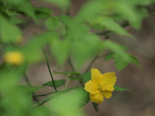 ヤマブキ