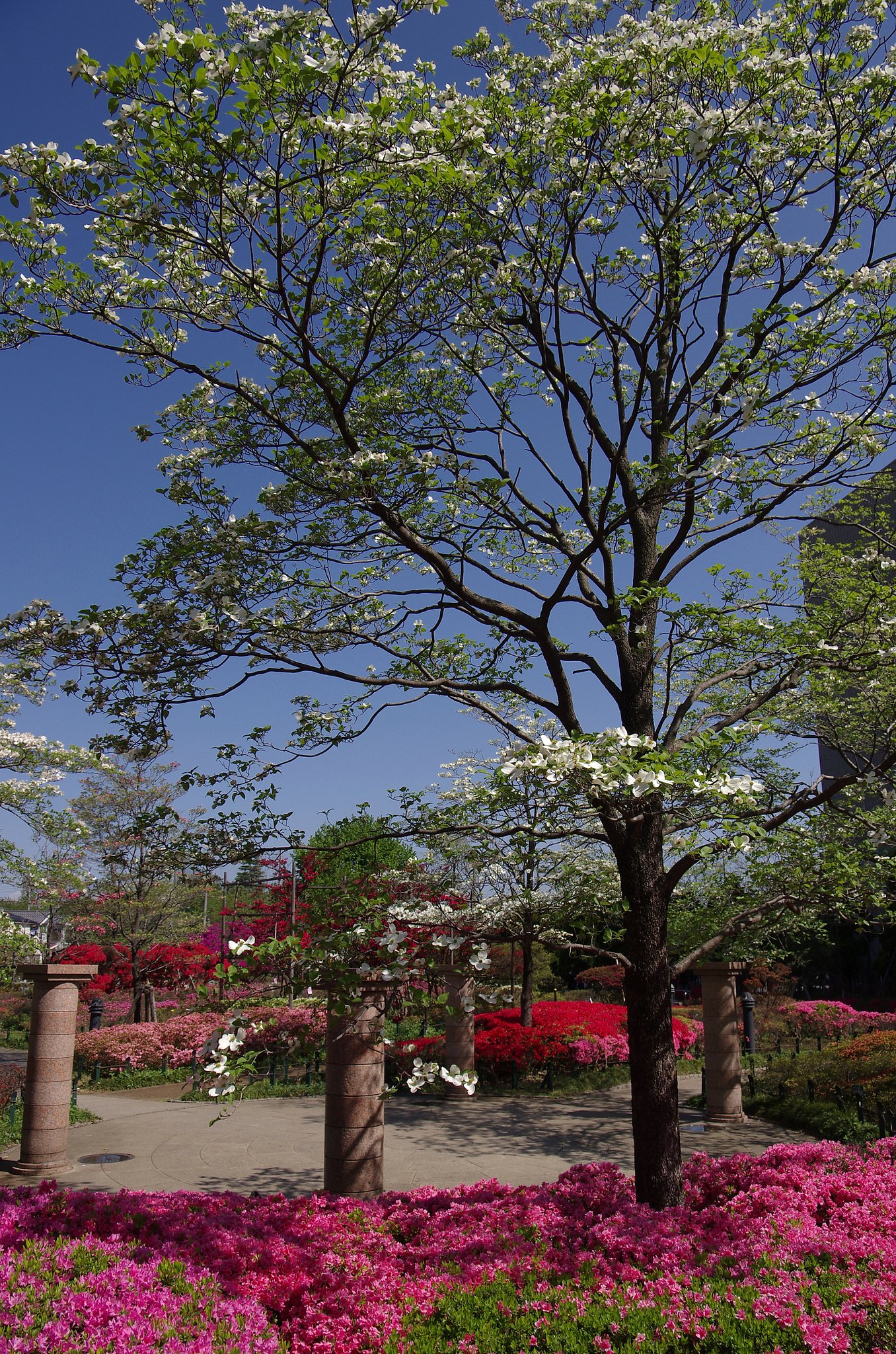 華やかな公園