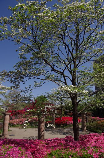 華やかな公園