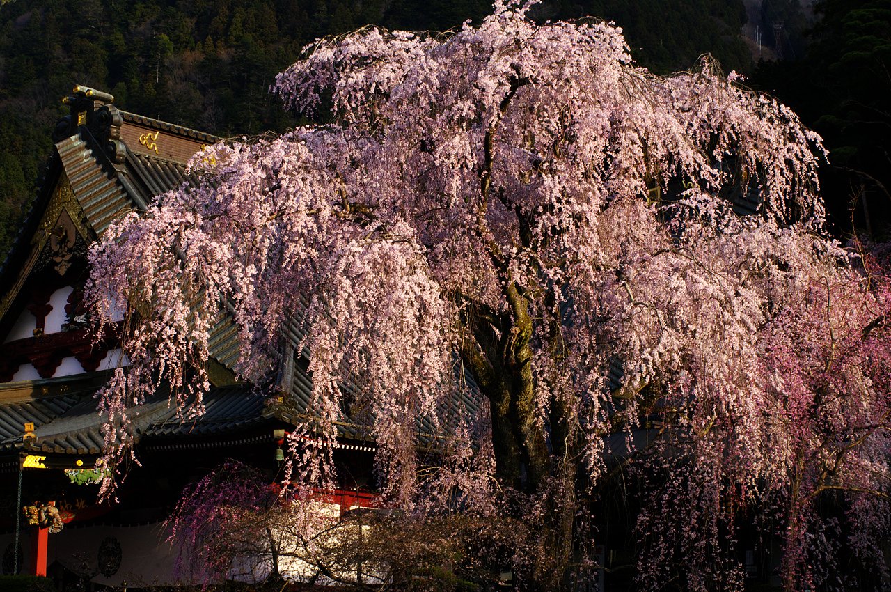 【おだやかに・・・春】久遠寺②