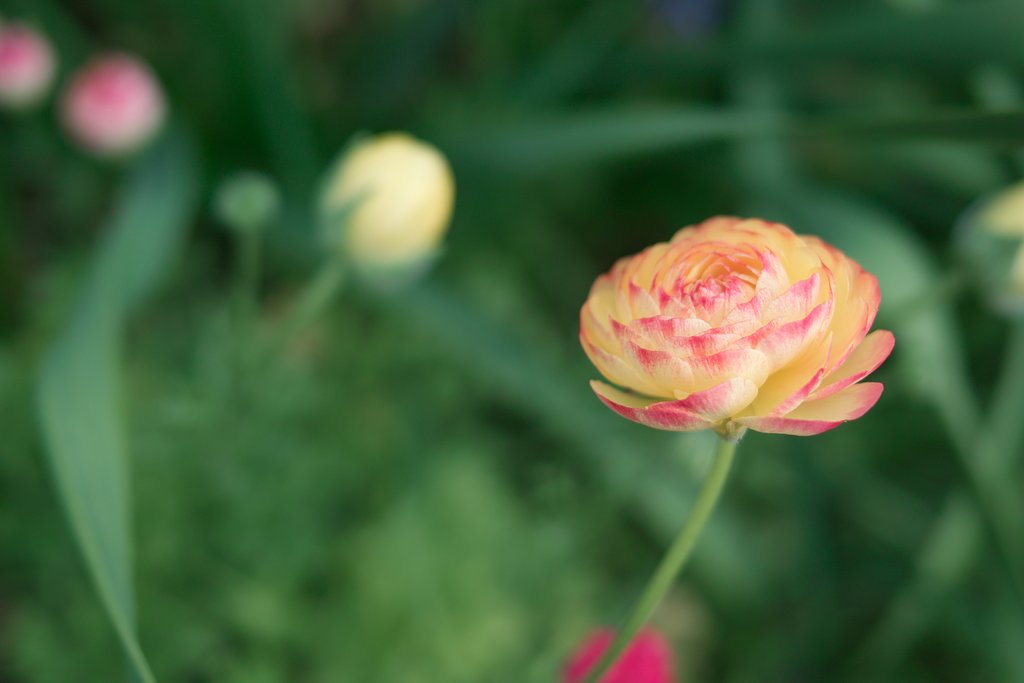 【おだやかに・・・春】の花壇をプチッと切り取りました