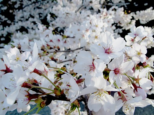 桜絨毯