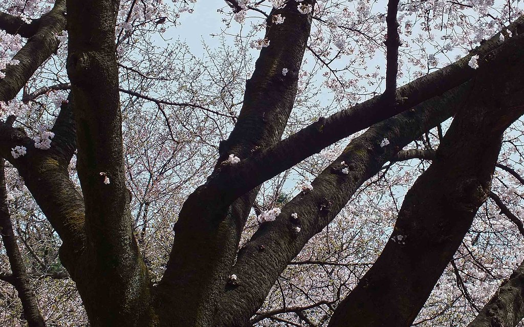 新宿御苑の桜