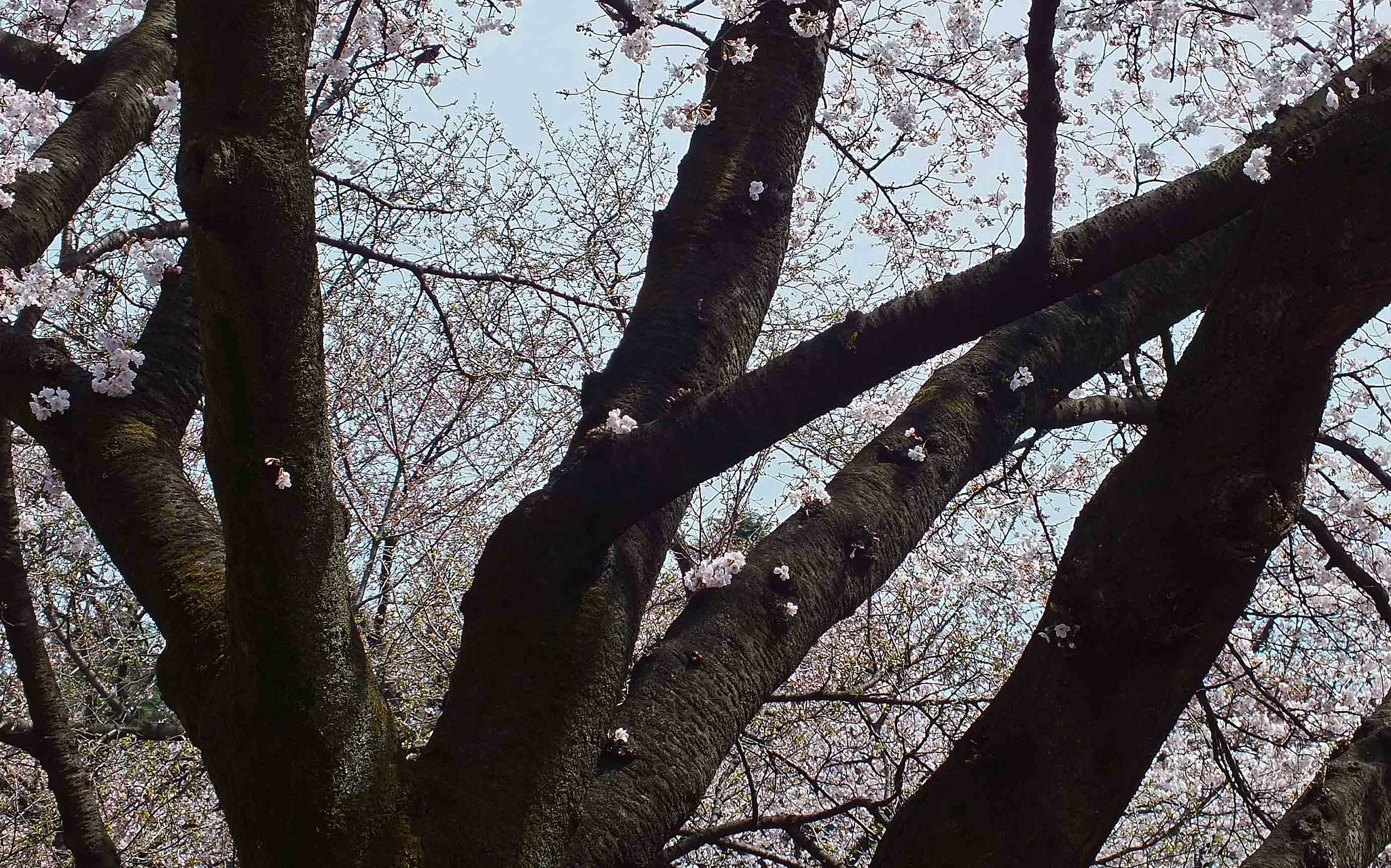 新宿御苑の桜