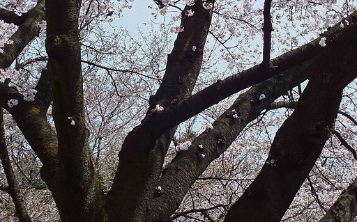 新宿御苑の桜